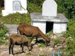 Goats on Petit St. Martinique