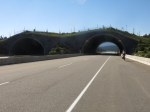 Wildlife overpass