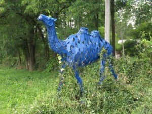 Bill Lishman's Camel