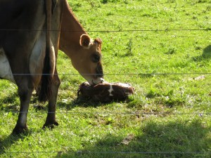 Mother licking calf
