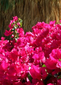flowers at Desert Willow Country Club