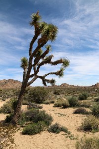 Joshua Tree