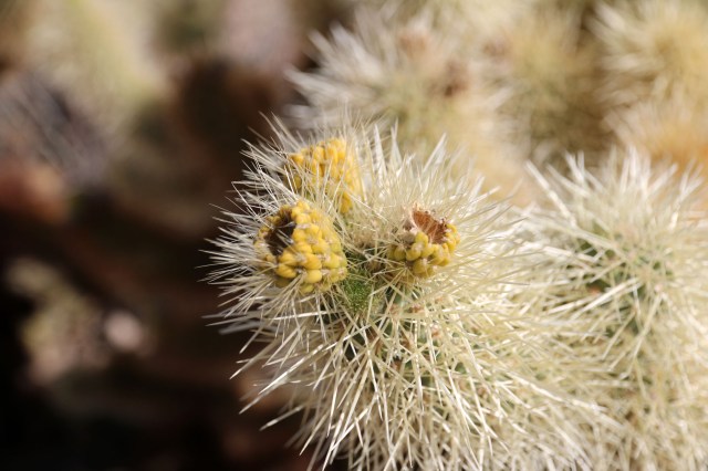 Cholla cactus flower