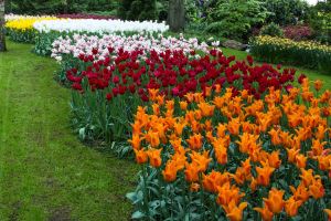 Keukenhof Gardens