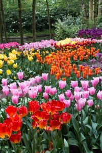 Keukenhof Gardens