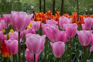Keukenhof Gardens