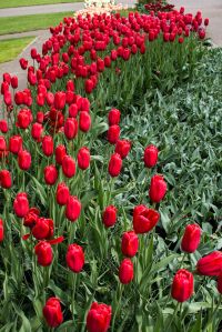 Keukenhof Gardens