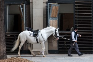 Spanish Riding School