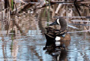 Blue-winged Teal