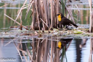 Yellow-headed Blackbird