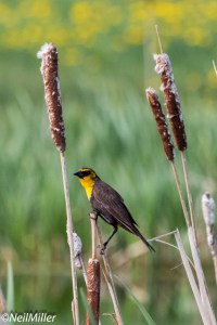 Yellow-headed Blackbird
