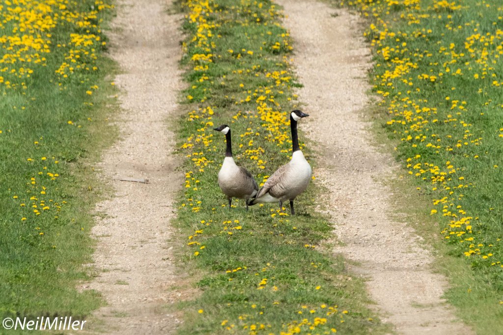 Canada Geese