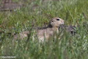 Richardson Ground Squirrel