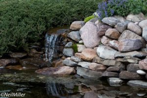 Waterfall at Ellis Bird Farm