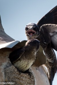Purple Martins