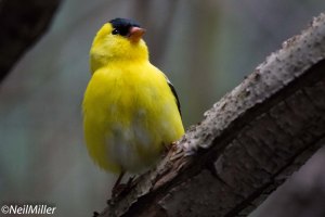 American Goldfinch
