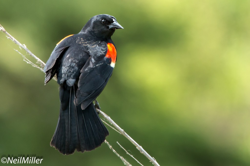 Red-winged Blackbird