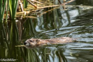 Muskrat