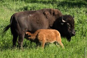 Plains Bison - cow and calf