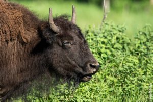 Plains Bison