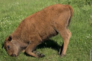 Bison calf