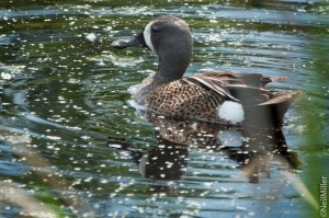 Blue-winged Teal