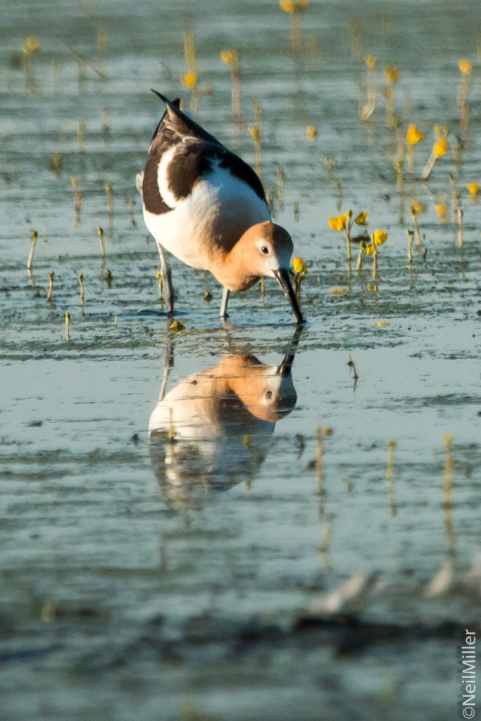 American Avocet