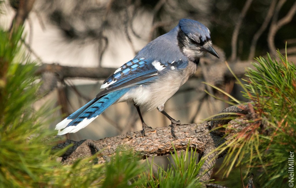 Blue Jay