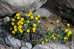Alpine flowers on Whistlers