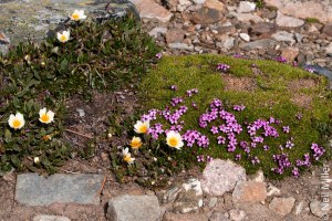 Alpine flowers on Whistlers