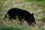 Black Bear
