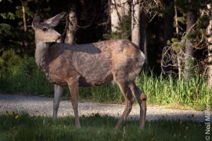 Mule Deer