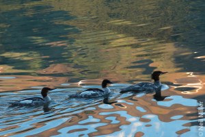 Common Merganser