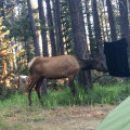 Elk sniffing my towel