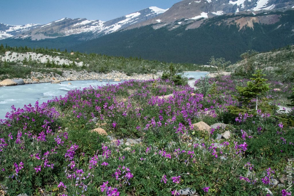 Flowers along Robson River