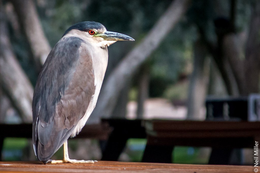 Looks like a football player