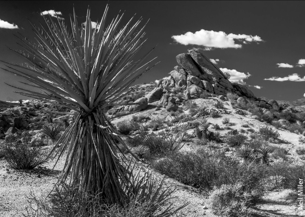 Joshua Tree National Park