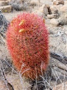 Barrel cactus