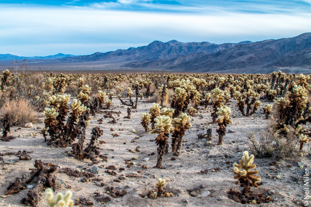 Cholla Cactus Garden