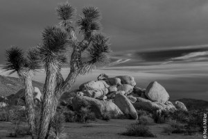 Joshua Tree