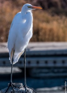 Greater Egret