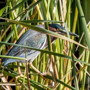Green Heron