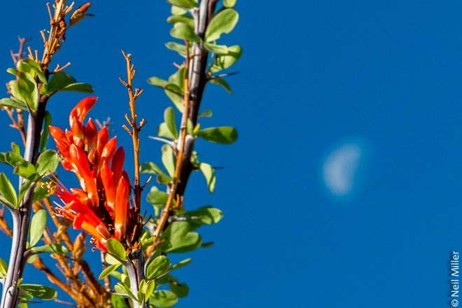 Ocotillo blossum