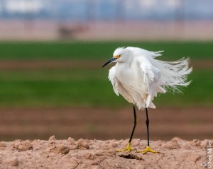 Snowy Egret
