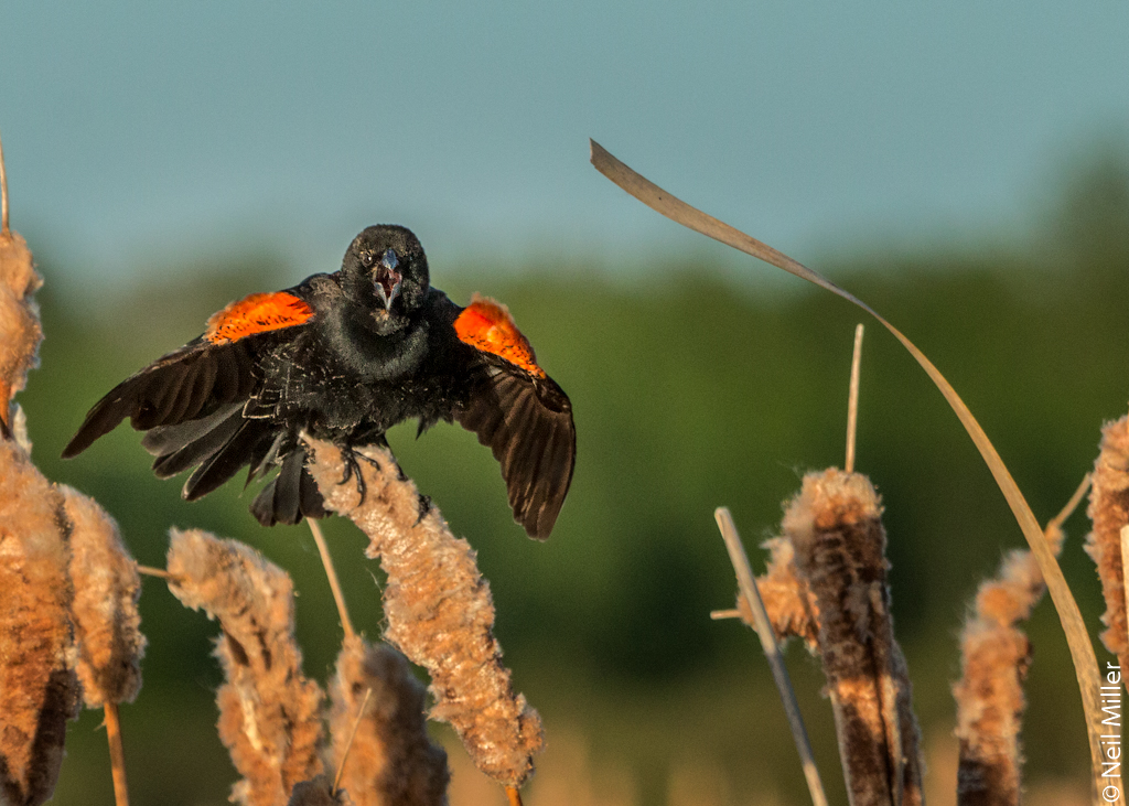 red-winged blackbird