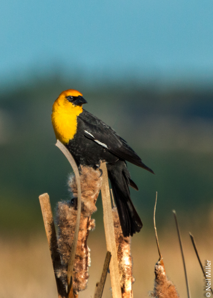 Yellow-headed Blackbird