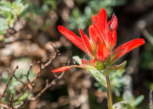 Indian Paintbrush