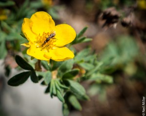 Potentilla
