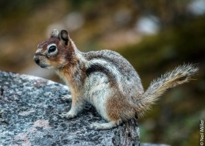 Golden Mantled Ground Squirrel