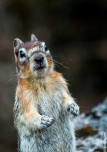 Golden Mantled Ground Squirrel